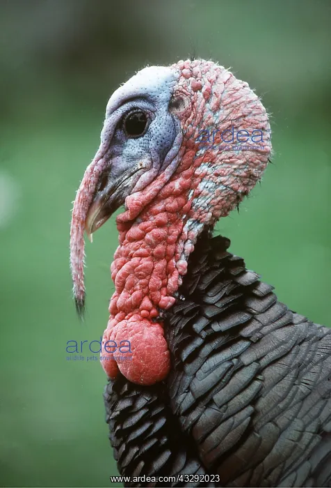 : North American Wild Turkey - close-up of head : North American Wild Turkey - close-up of head