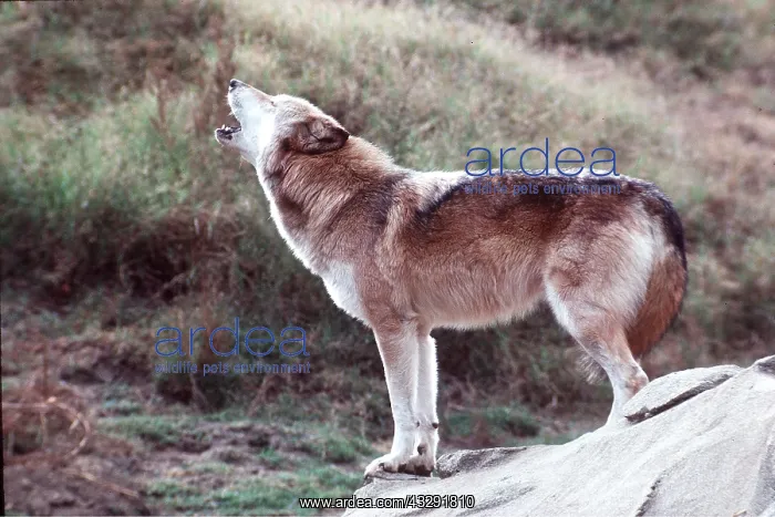 : NORTH AMERICAN WOLF - howling : NORTH AMERICAN WOLF - howling