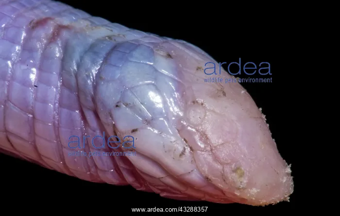 : A North American Worm Lizard (Rhineura floridana) : A North American Worm Lizard (Rhineura floridana)