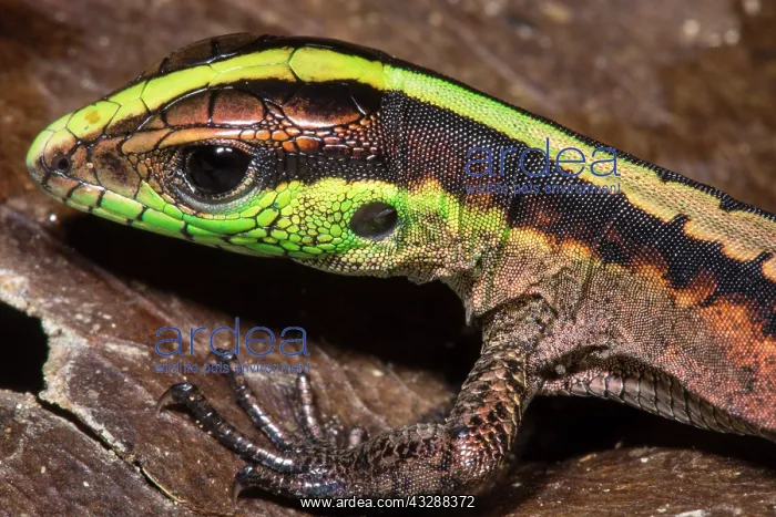 : A North American Worm Lizard (Rhineura floridana) : A North American Worm Lizard (Rhineura floridana)