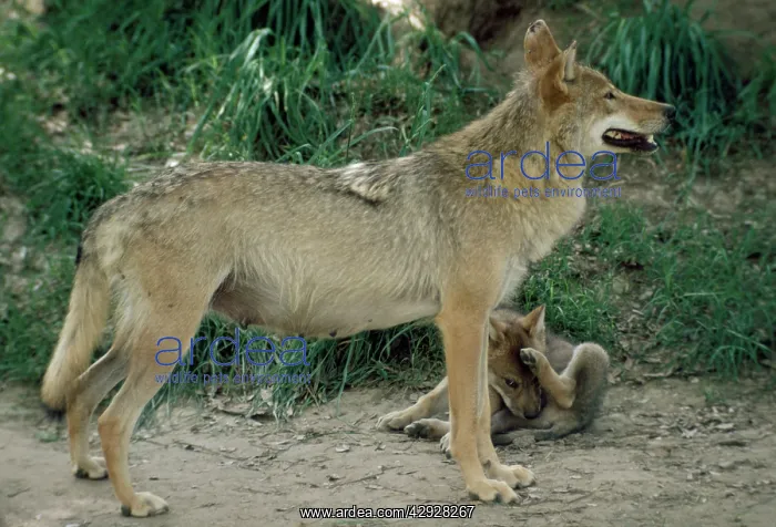 : North Chinese Wolf - with pup : North Chinese Wolf - with pup