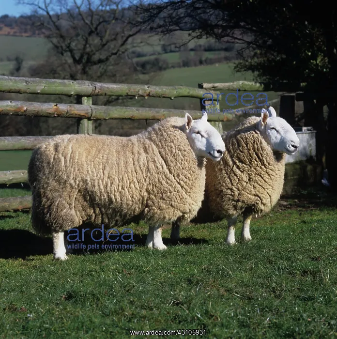 : North Country Cheviot rams : North Country Cheviot rams