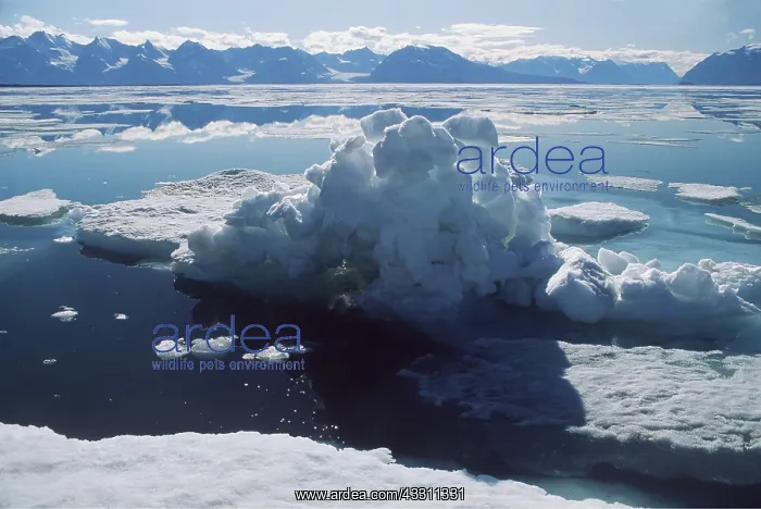 : North East GREENLAND - ICE PACK : North East GREENLAND - ICE PACK