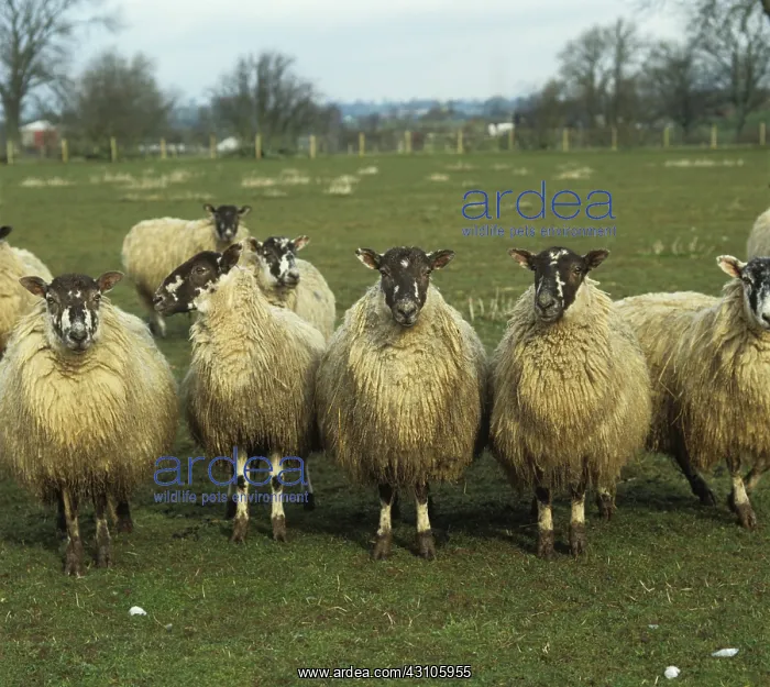: North of England mule ewes : North of England mule ewes