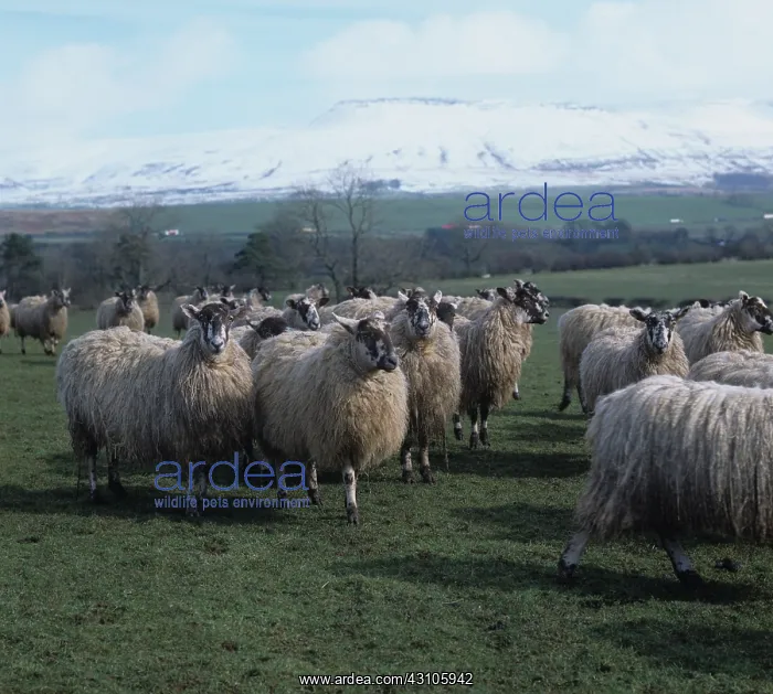 : North of England mules and ewes : North of England mules and ewes