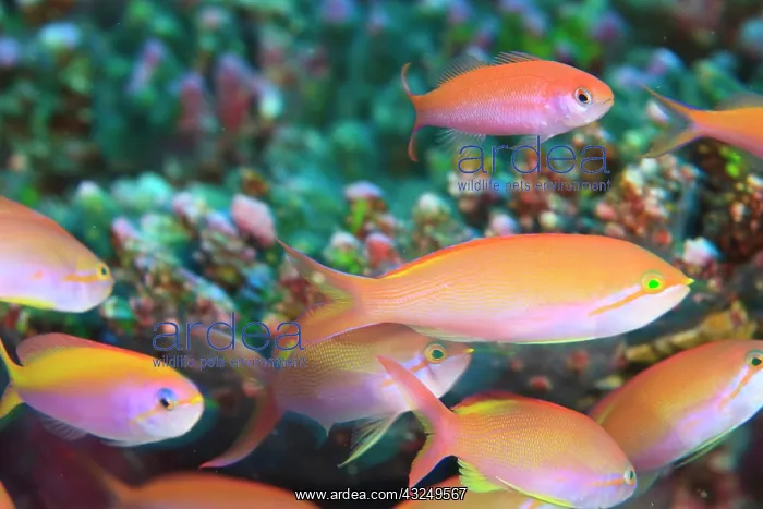 : North Huvadhoo Atoll, Southern Maldives : North Huvadhoo Atoll, Southern Maldives