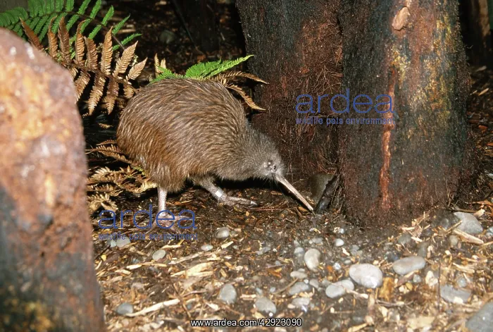 : North Island Brown Kiwi - foraging : North Island Brown Kiwi - foraging