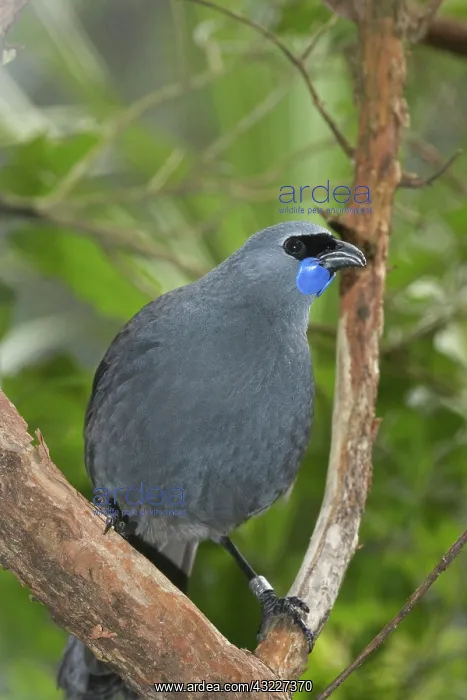 : North Island Kokako ( Callaeas cinerea ) : North Island Kokako ( Callaeas cinerea )