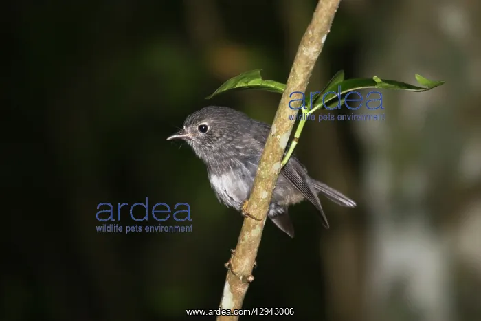: North Island Robin - Maori name Toutouwai : North Island Robin - Maori name Toutouwai