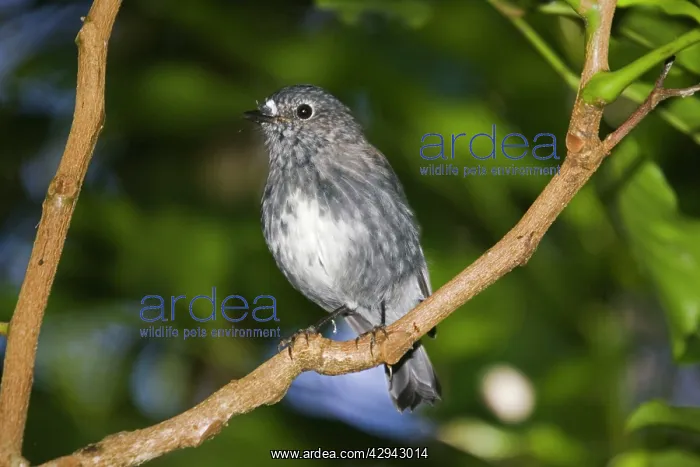: North Island Robin - Maori name Toutouwai : North Island Robin - Maori name Toutouwai