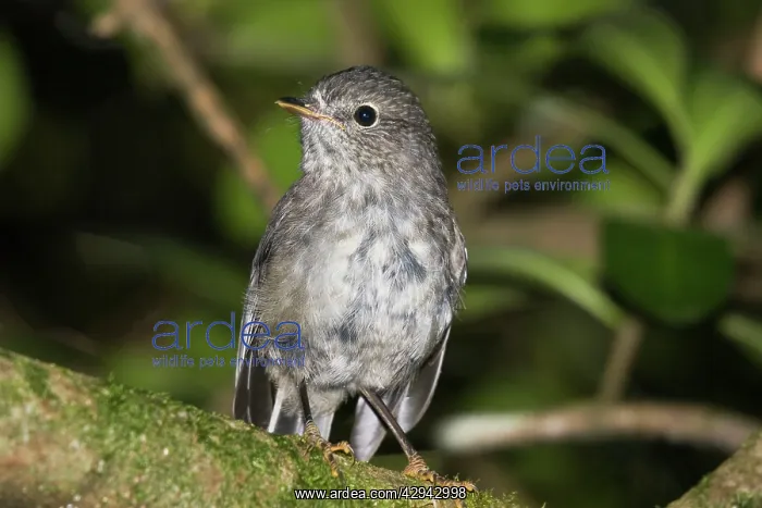 : North Island Robin / Toutouwai : North Island Robin / Toutouwai