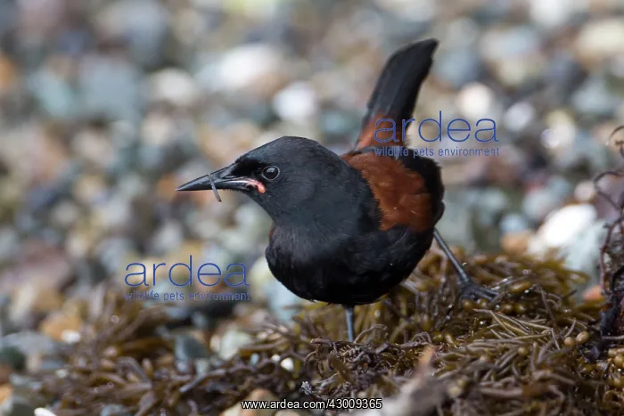 : North Island Saddleback : North Island Saddleback