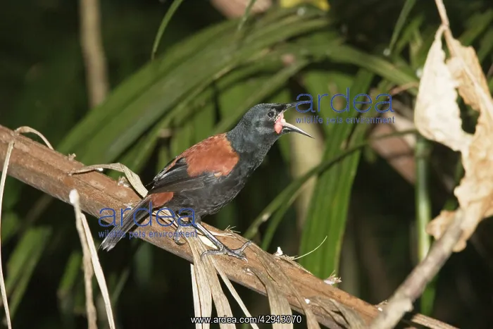 : North Island saddleback - calling, Maori name Tieke : North Island saddleback - calling, Maori name Tieke