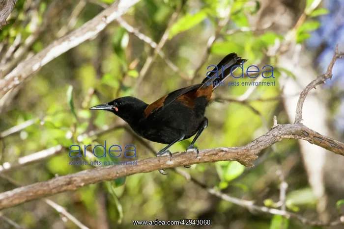 : North Island saddleback - Maori name Tieke : North Island saddleback - Maori name Tieke