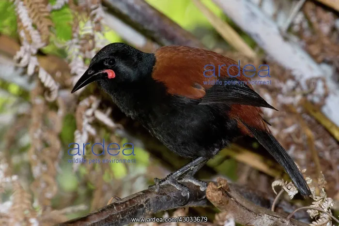 : North Island Saddleback - Perched on some old fern : North Island Saddleback - Perched on some old fern