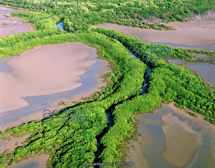: North Kennedy River - Mangrove-lined banks : North Kennedy River - Mangrove-lined banks