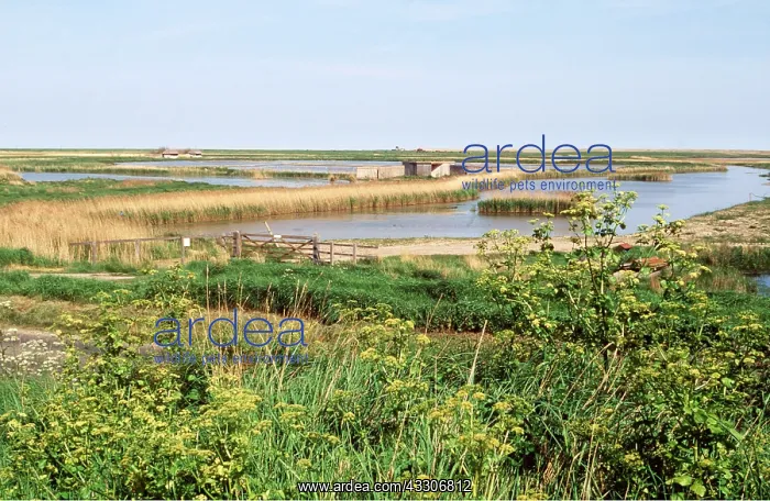 : NORTH NORFOLK - CLEY : NORTH NORFOLK - CLEY