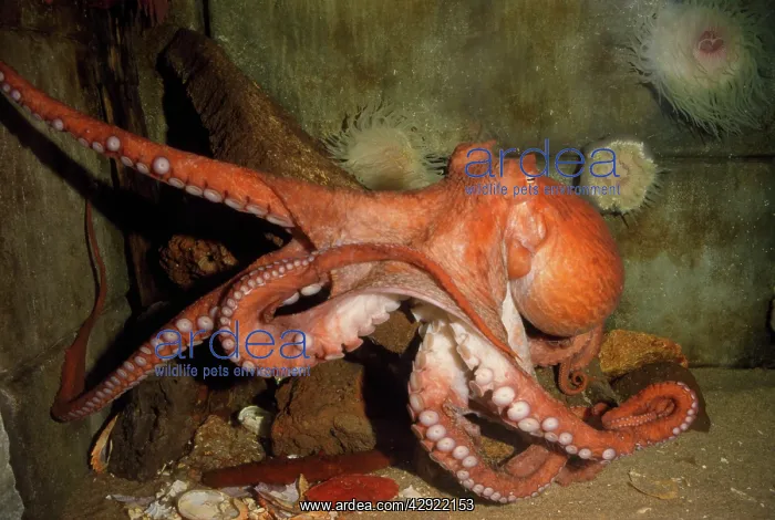 : North Pacific Giant OCTOPUS - showing legs : North Pacific Giant OCTOPUS - showing legs