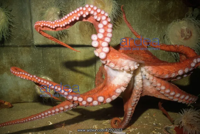 : North Pacific Giant OCTOPUS - showing suckers : North Pacific Giant OCTOPUS - showing suckers