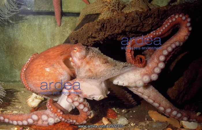 : North Pacific Giant OCTOPUS - showing suckers : North Pacific Giant OCTOPUS - showing suckers