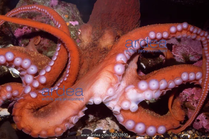: North Pacific Giant OCTOPUS - showing suckers : North Pacific Giant OCTOPUS - showing suckers