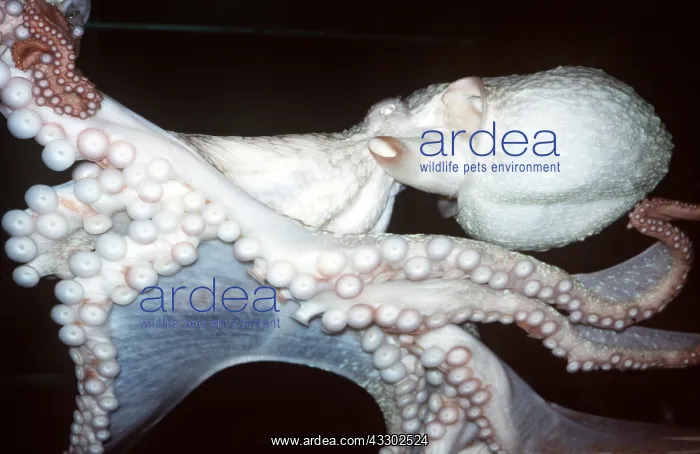 : North Pacific Giant OCTOPUS - showing suckers : North Pacific Giant OCTOPUS - showing suckers