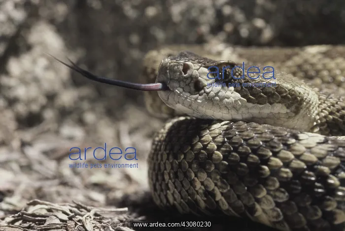 : North Pacific Rattlesnake : North Pacific Rattlesnake