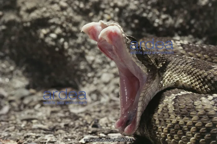 : North Pacific Rattlesnake : North Pacific Rattlesnake