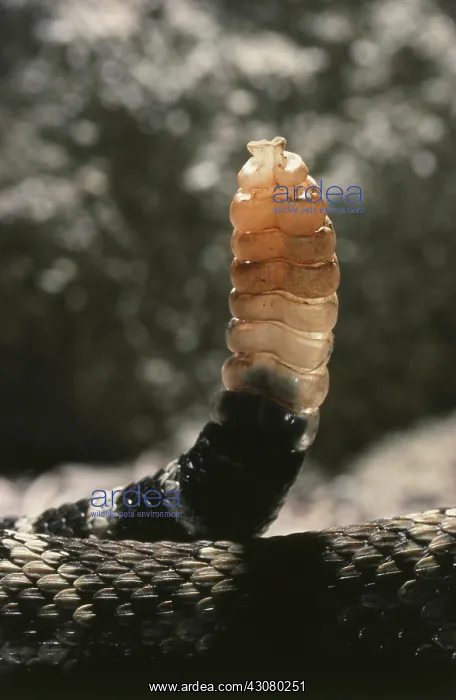 : North Pacific Rattlesnake : North Pacific Rattlesnake