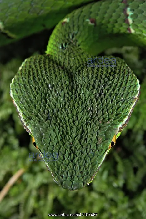 : North Philippine Temple Pit Viper (Tropidolaemus : North Philippine Temple Pit Viper (Tropidolaemus
