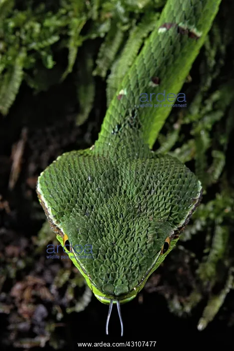 : North Philippine Temple Pit Viper (Tropidolaemus : North Philippine Temple Pit Viper (Tropidolaemus