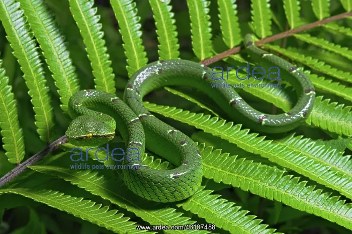 : North Philippine Temple Pit Viper (Tropidolaemus : North Philippine Temple Pit Viper (Tropidolaemus
