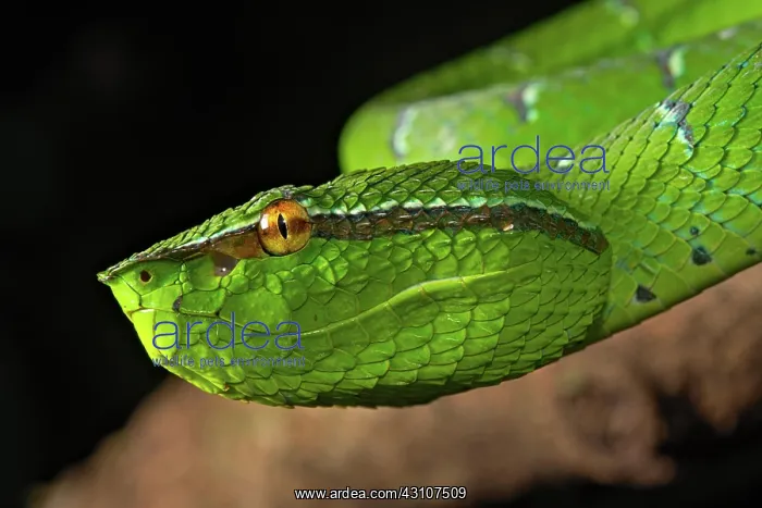  : North Philippine Temple Pit Viper (Tropidolaemus