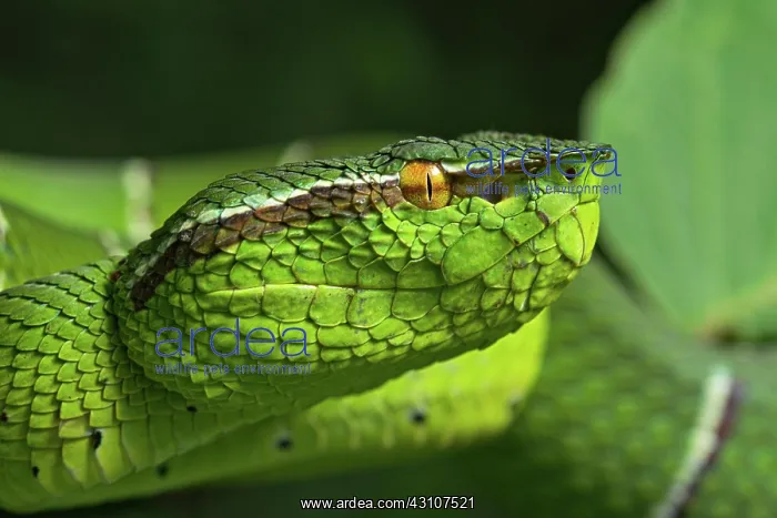 : North Philippine Temple Pit Viper (Tropidolaemus : North Philippine Temple Pit Viper (Tropidolaemus