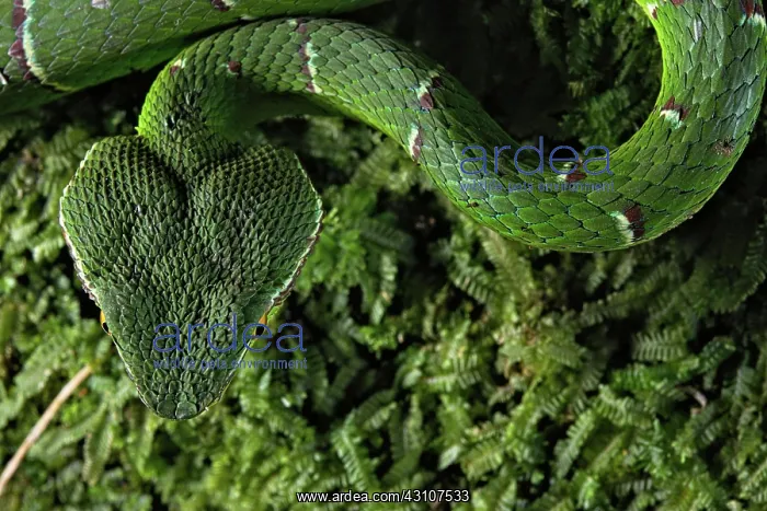 : North Philippine Temple Pit Viper (Tropidolaemus : North Philippine Temple Pit Viper (Tropidolaemus