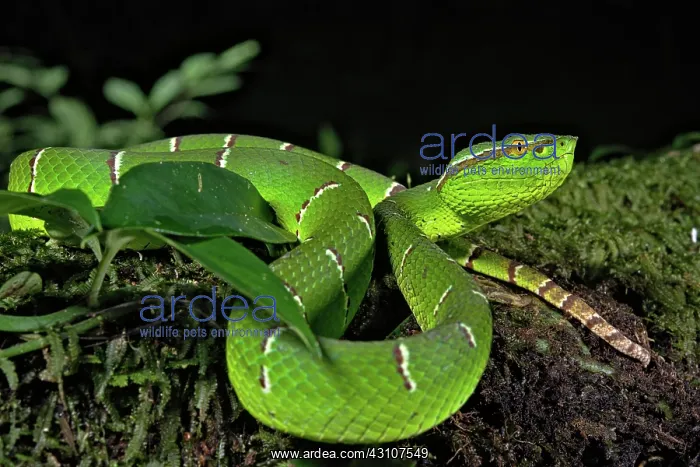 : North Philippine Temple Pit Viper (Tropidolaemus : North Philippine Temple Pit Viper (Tropidolaemus