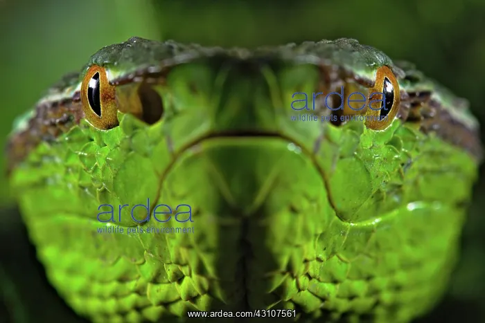  : North Philippine Temple Pit Viper (Tropidolaemus