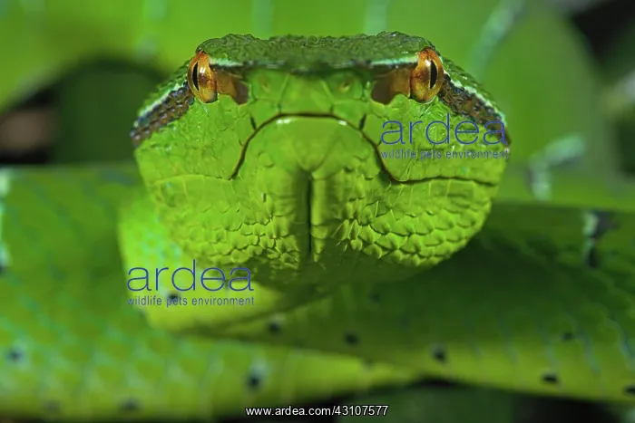 : North Philippine Temple Pit Viper (Tropidolaemus : North Philippine Temple Pit Viper (Tropidolaemus