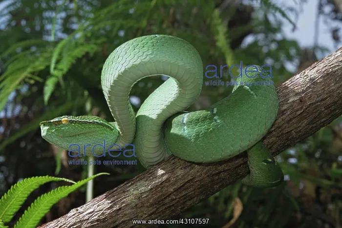 : North Philippine Temple Pit Viper (Tropidolaemus : North Philippine Temple Pit Viper (Tropidolaemus
