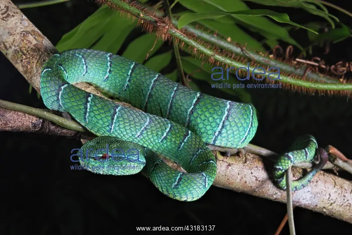 : North Philippine Temple Pit Viper (Tropidolaemus : North Philippine Temple Pit Viper (Tropidolaemus