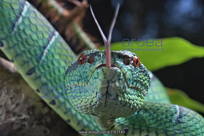 : North Philippine Temple Pit Viper (Tropidolaemus : North Philippine Temple Pit Viper (Tropidolaemus
