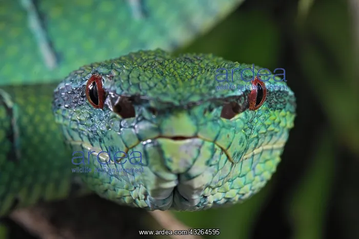 : North Philippine Temple Pit Viper (Tropidolaemus : North Philippine Temple Pit Viper (Tropidolaemus