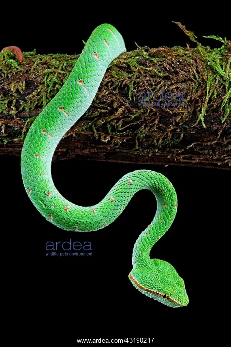 : North Philippine Temple Pitviper (Tropidolaemus : North Philippine Temple Pitviper (Tropidolaemus