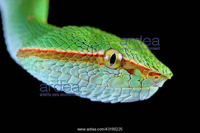 : North Philippine Temple Pitviper (Tropidolaemus : North Philippine Temple Pitviper (Tropidolaemus