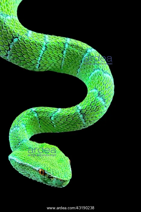 : North Philippine Temple Pitviper (Tropidolaemus : North Philippine Temple Pitviper (Tropidolaemus
