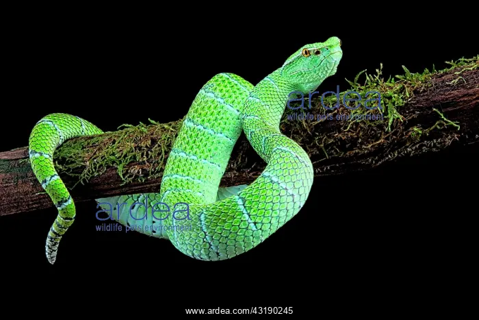 : North Philippine Temple Pitviper (Tropidolaemus : North Philippine Temple Pitviper (Tropidolaemus