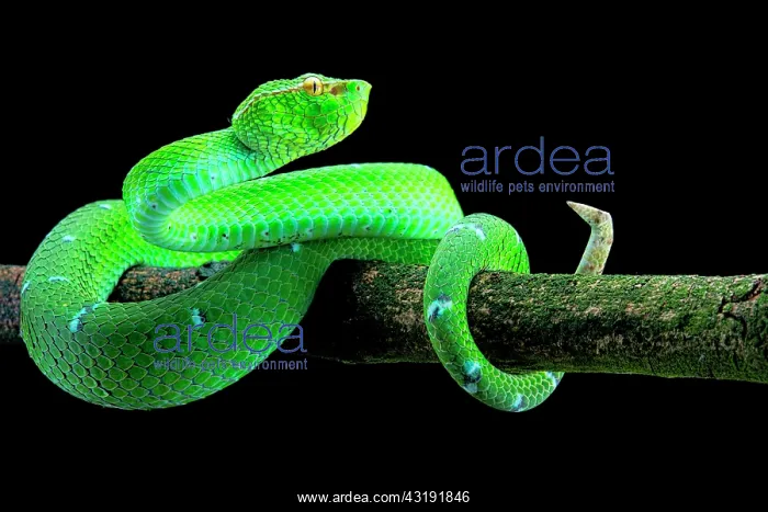 : North Philippine Temple Pitviper (Tropidolaemus : North Philippine Temple Pitviper (Tropidolaemus