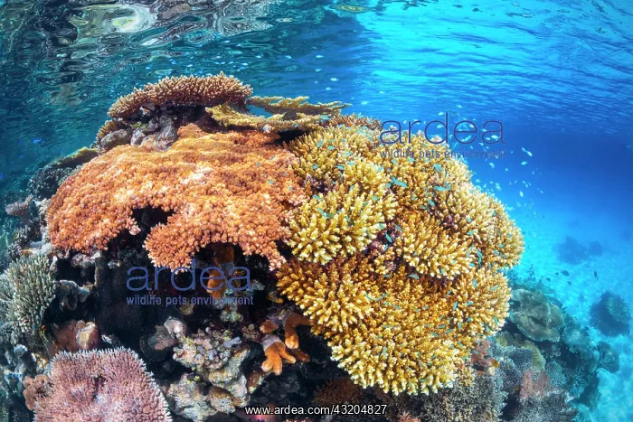 : North reef of Mayotte, not far from the Langonie : North reef of Mayotte, not far from the Langonie