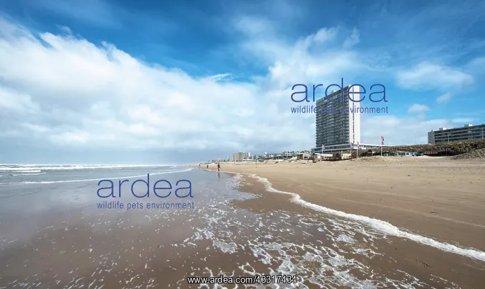  : North Sea beach, holiday resort Zandvoort aan Zee