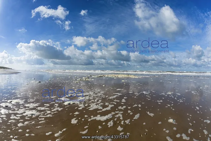 : North Sea, coastline on a sunny autumn day, Island : North Sea, coastline on a sunny autumn day, Island